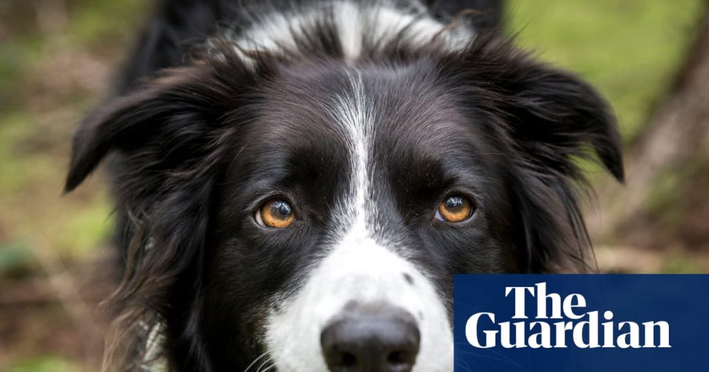 Having a dog can boost teenagers’ mental health, say scientists | Mental health